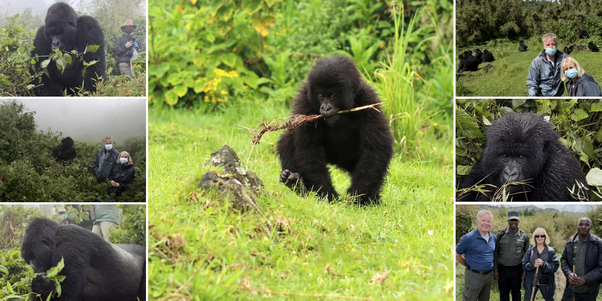 jill-leis-rwanda-15 A series of photos show trekkers in misty jungle terrain encountering mountain gorillas at close range, with some gorillas lounging, feeding, or playfully interacting.