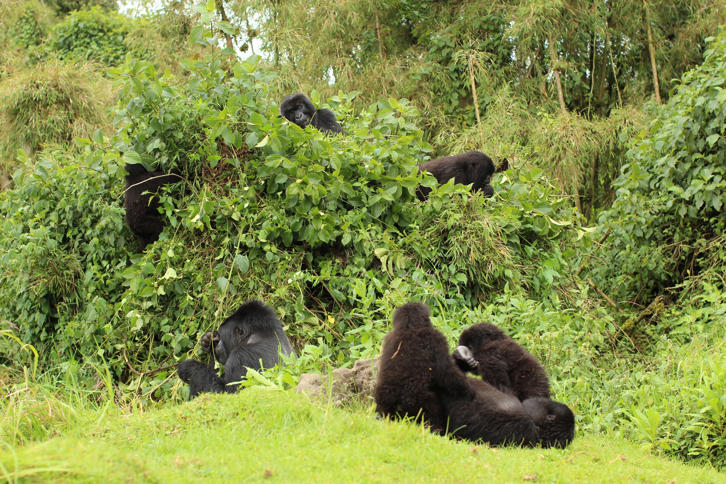 jill-leis-rwanda-5 A group of mountain gorillas lounges and forages in dense green foliage.