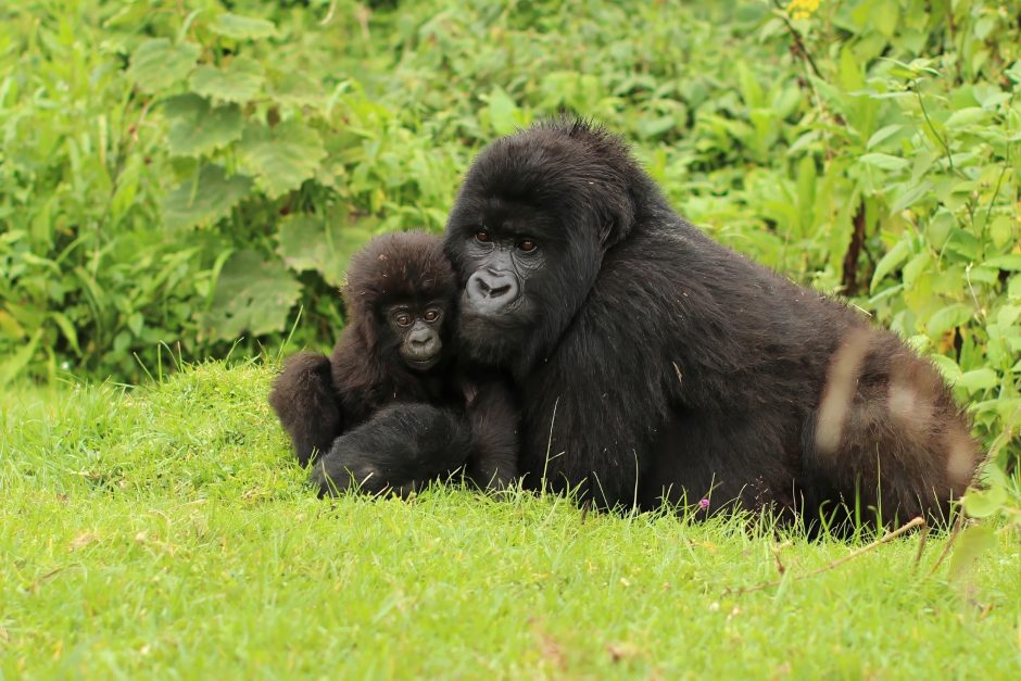 A mountain gorilla cradles her baby in a patch of soft green grass, offering a tender glimpse into the kind of encounter that makes the best time to visit Kenya and beyond utterly unforgettable.