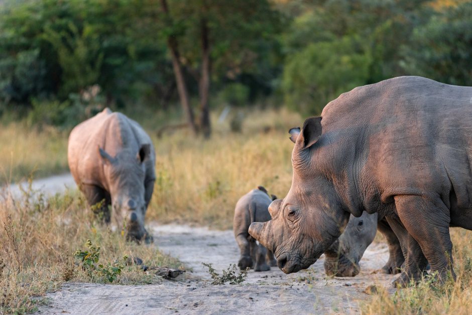 silvan-safari-rhino A group of rhinoceroses, including a calf, walk along a dirt path in a grassy area with trees in the background.
