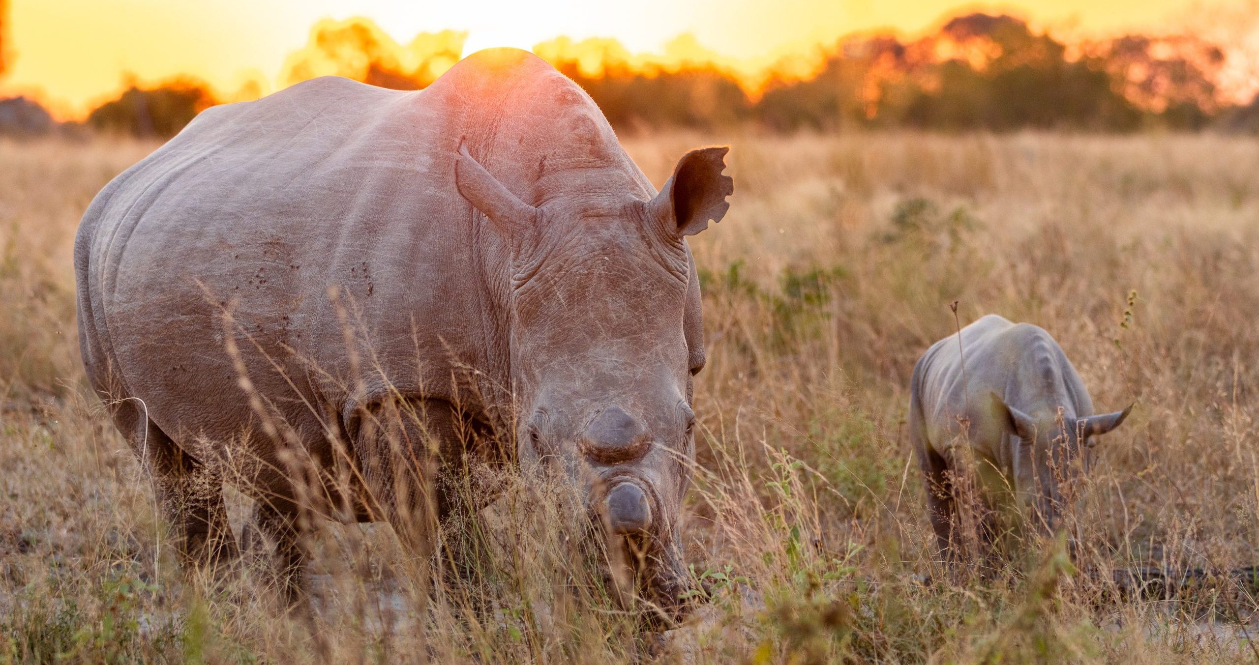 A mother rhino and her calf grazing in tall grass at sunset.