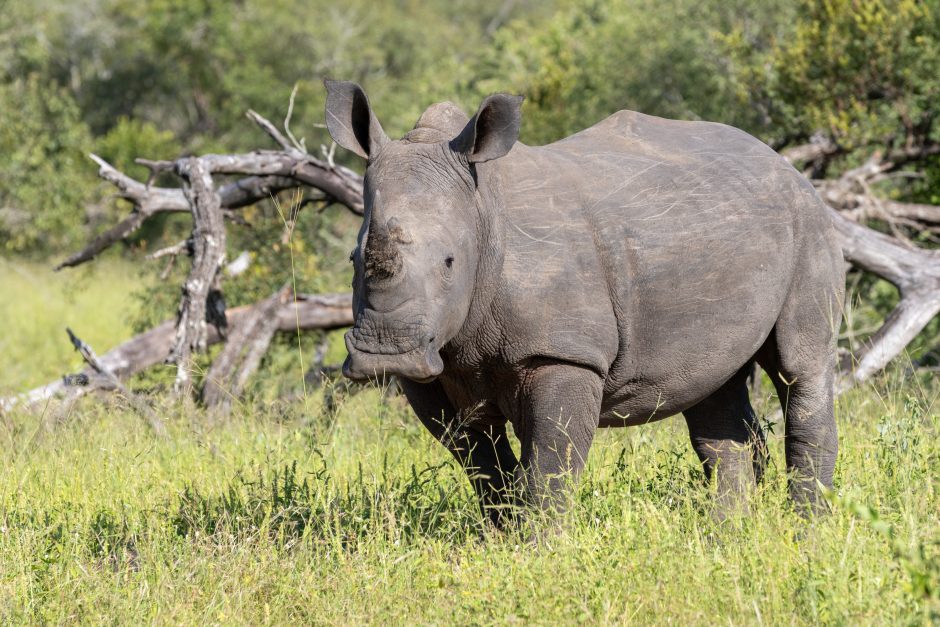 silvan-safari-rhino A rhinoceros stands in tall grass with trees and fallen branches in the background.