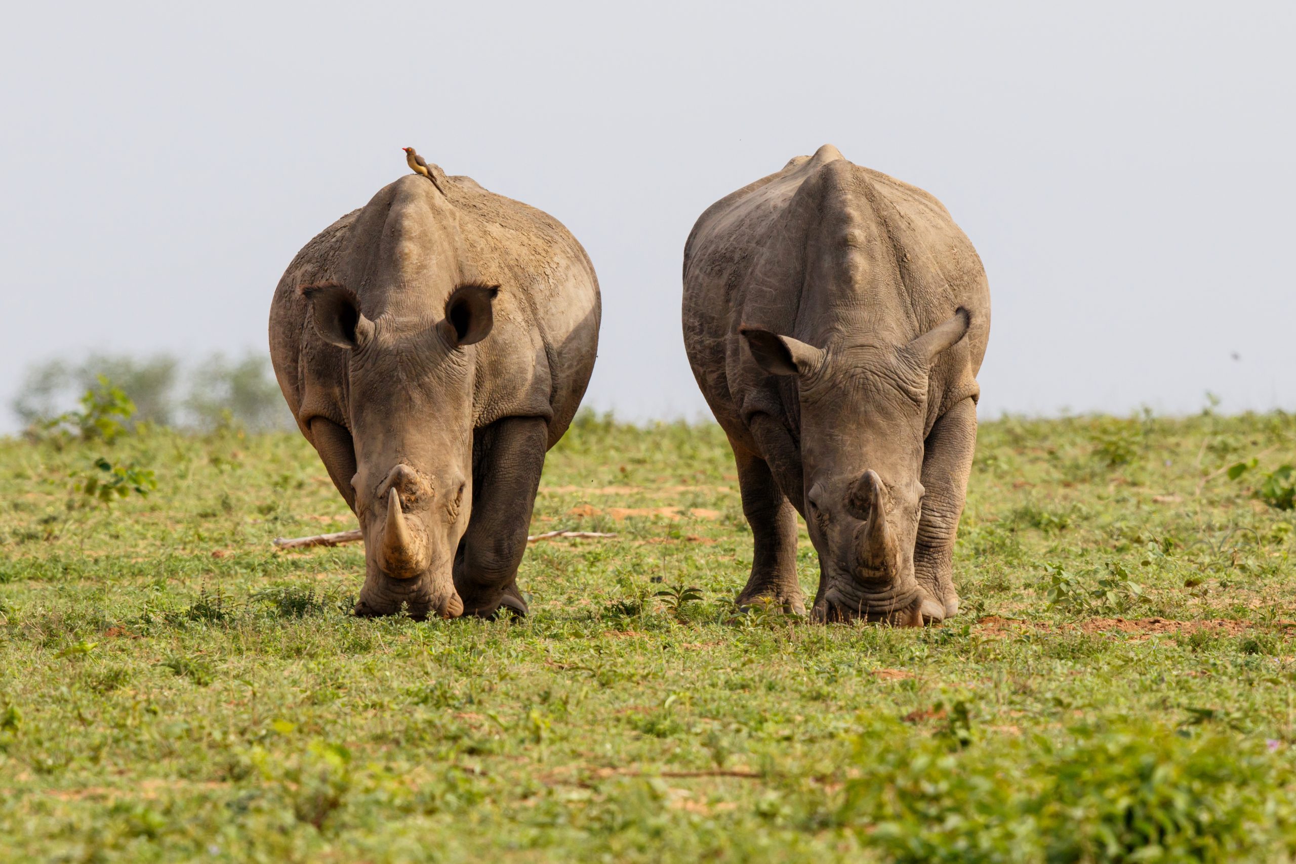 Two white rhinos grazing side by side on open grassland, with a small bird perched on one rhino’s back.