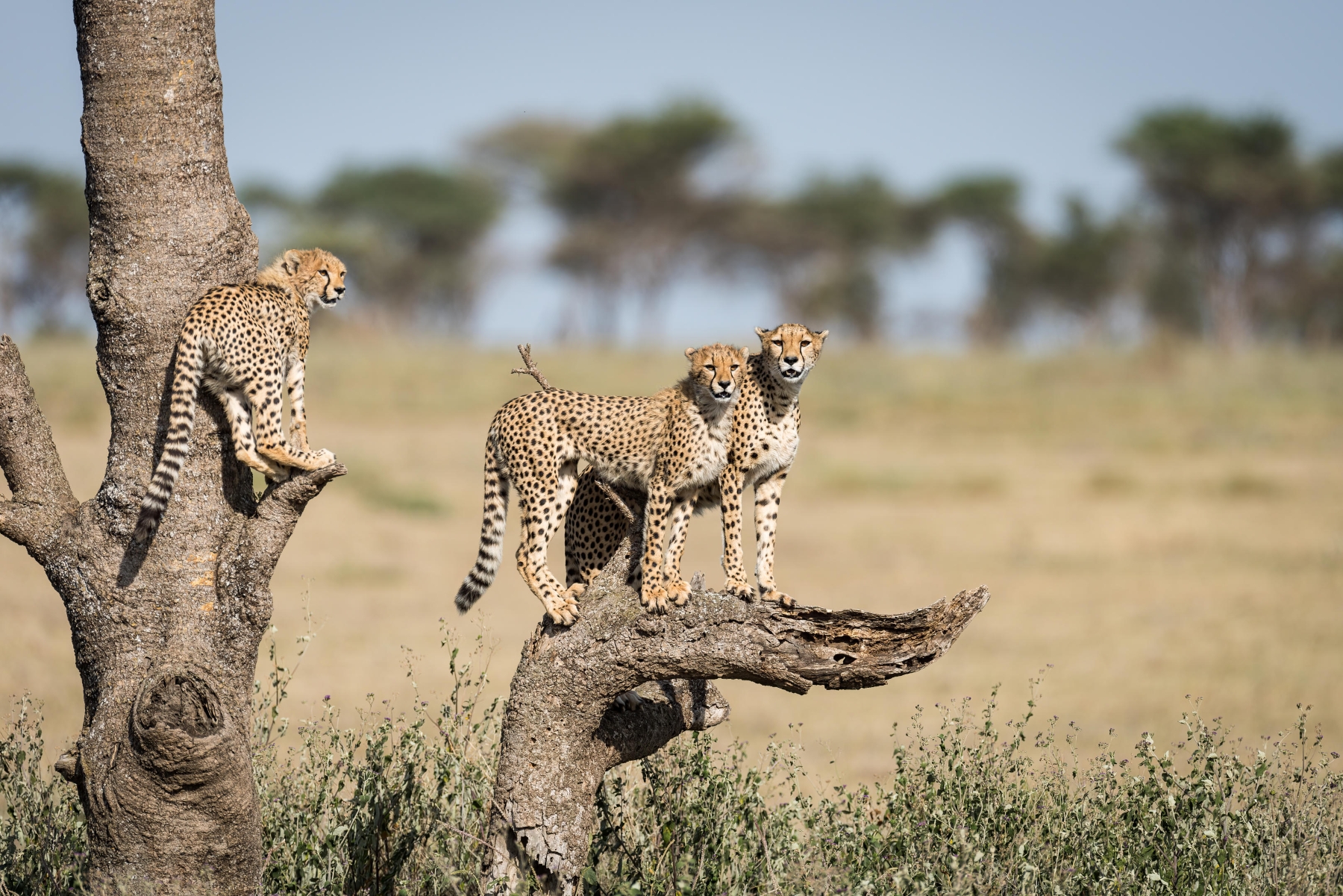 Three cheetahs perch on a tree in open savannah during a safari in October.