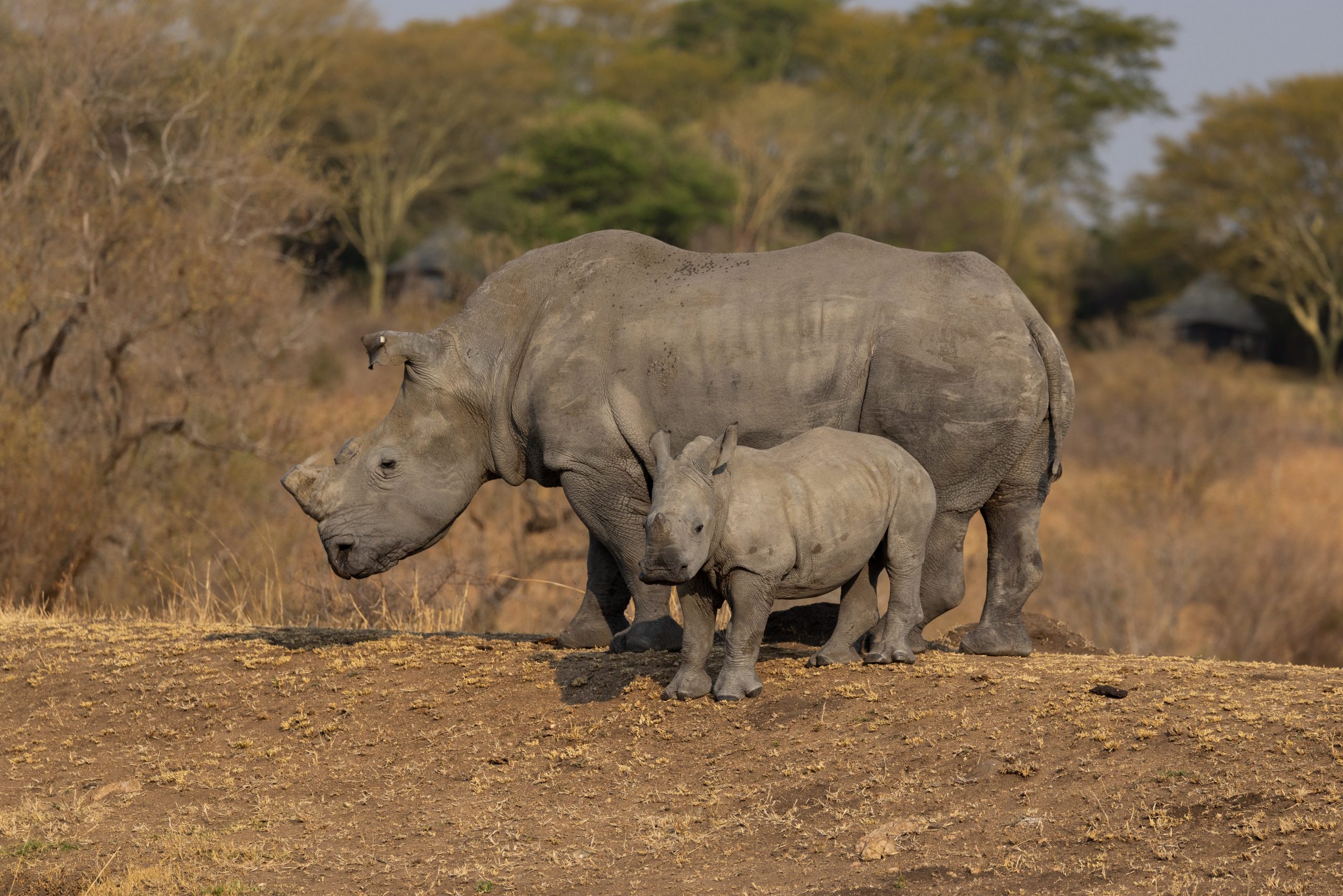 rhino-mom-and-baby-savanna-02092025-brad-mitchell Baby and mom rhino in the wild