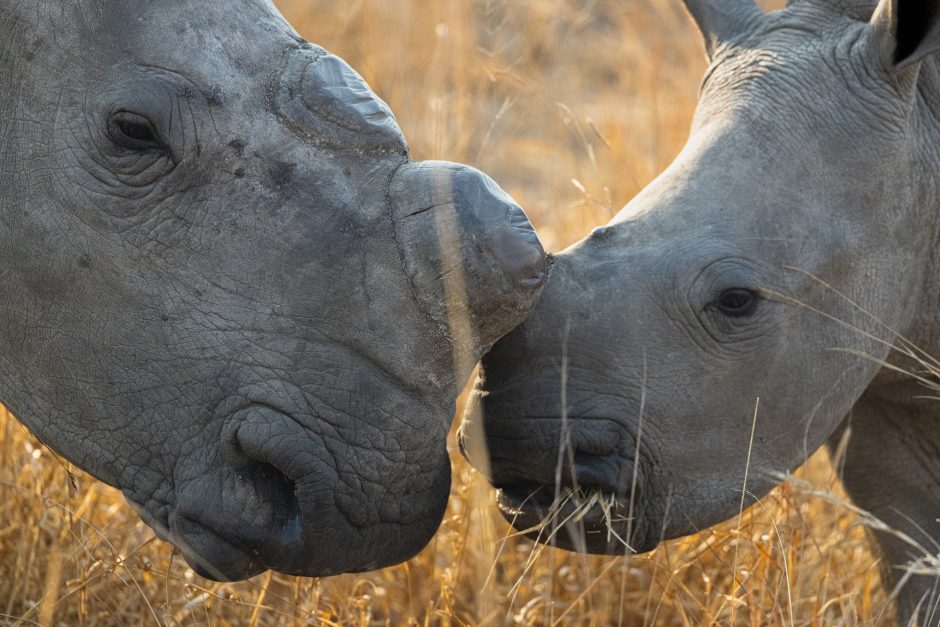 White rhinos in Kruger