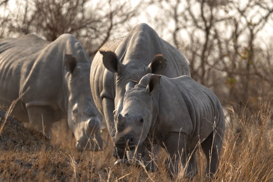 A baby rhinoceros walks closely alongside two adult rhinos in the Sabi Sand Game Reserve.