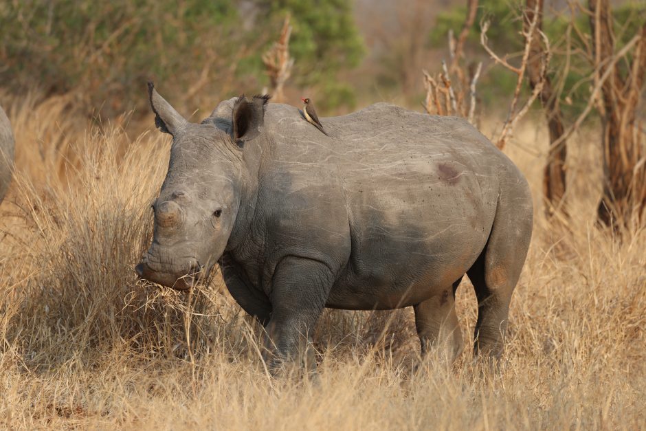 rhino-brad-mitchell A white rhinoceros stands in dry grass with an oxpecker perched on its back.