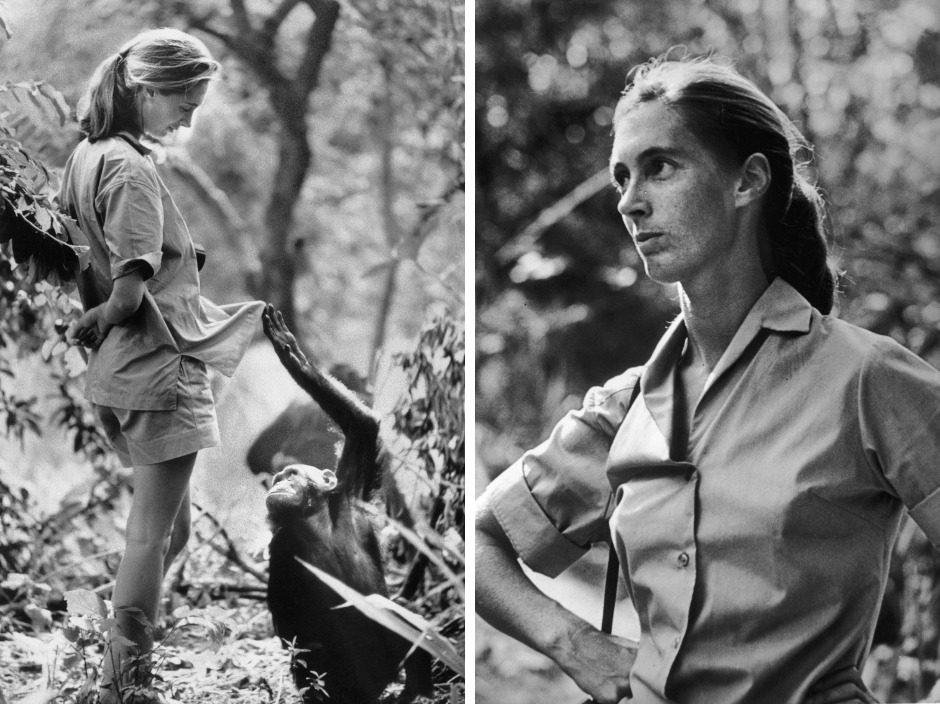 dr-jane-goodall-collage