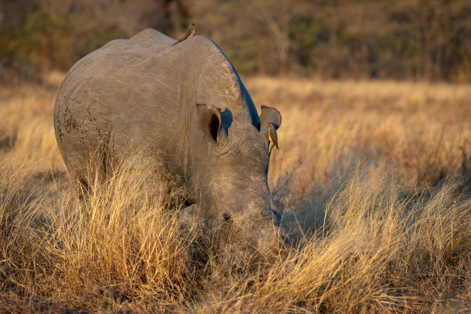 rhino-sabi-sand-silvan-safari-marius-zeilinga ChatGPT said:
A rhinoceros grazes in tall dry grass with two red-billed oxpeckers perched on its body.