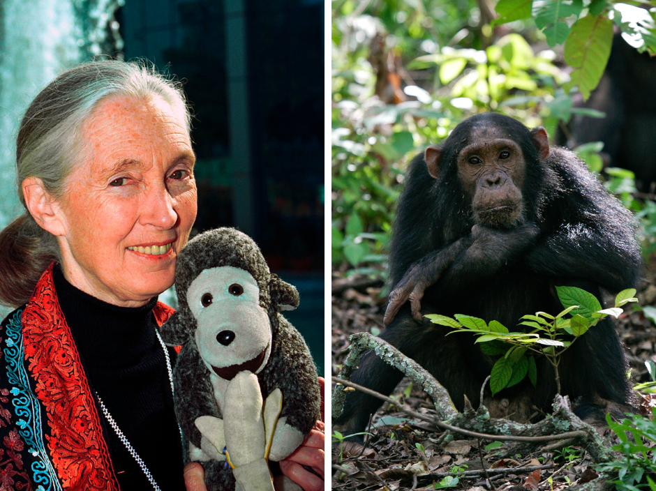 dr-jane-goodall-collage