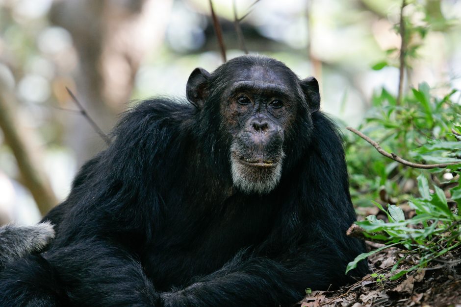 chimpanzee-gombe-stream-national-park-tanzania An older chimpanzee rests on the forest floor at Gombe Stream National Park, gazing toward the camera.