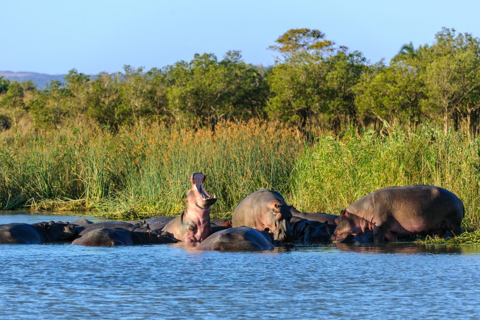 Hippopotamus, hippo, common hippopotamus or river hippopotamus (Hippopotamus amphibius) pod in the water. Eastern Shores. Isimangaliso Wetland Park. KwaZulu Natal. South Africa Nilpferde im iSiMangaliso Wetland Park