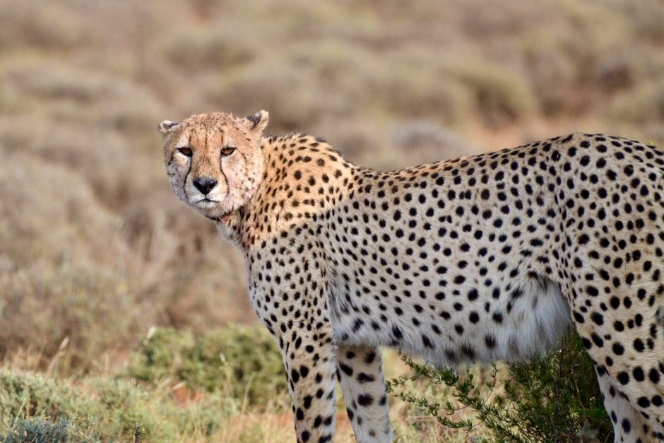 A cheetah stands alert in the Karoo grasslands, its spotted coat blending with the dry landscape.