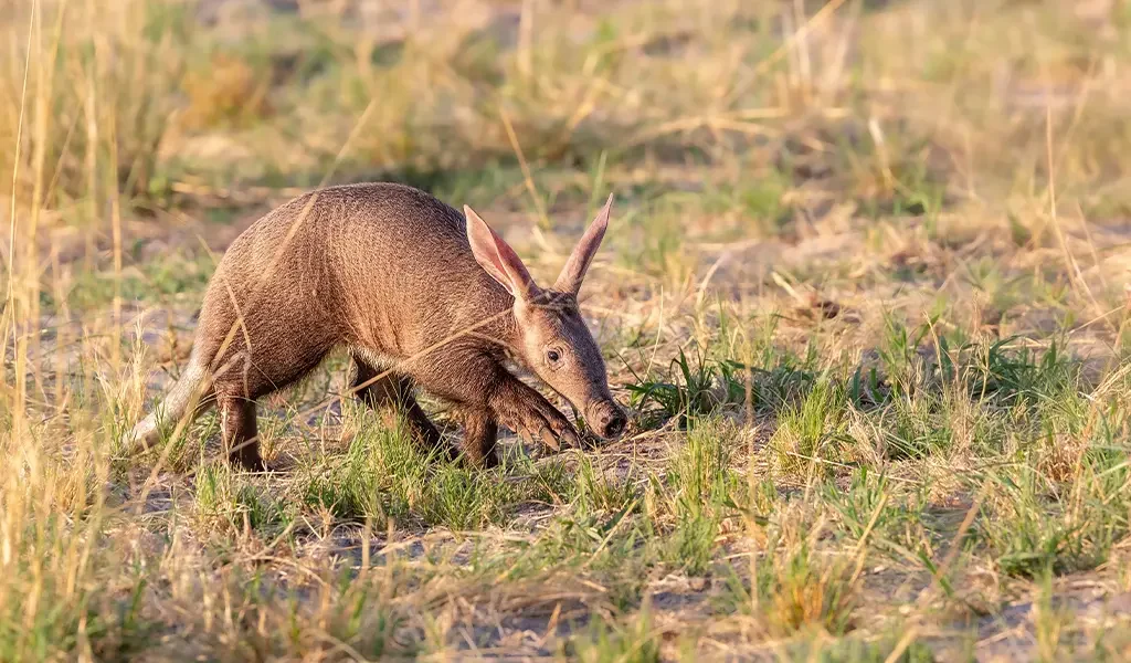 The Aardvark Project by Natural Selection