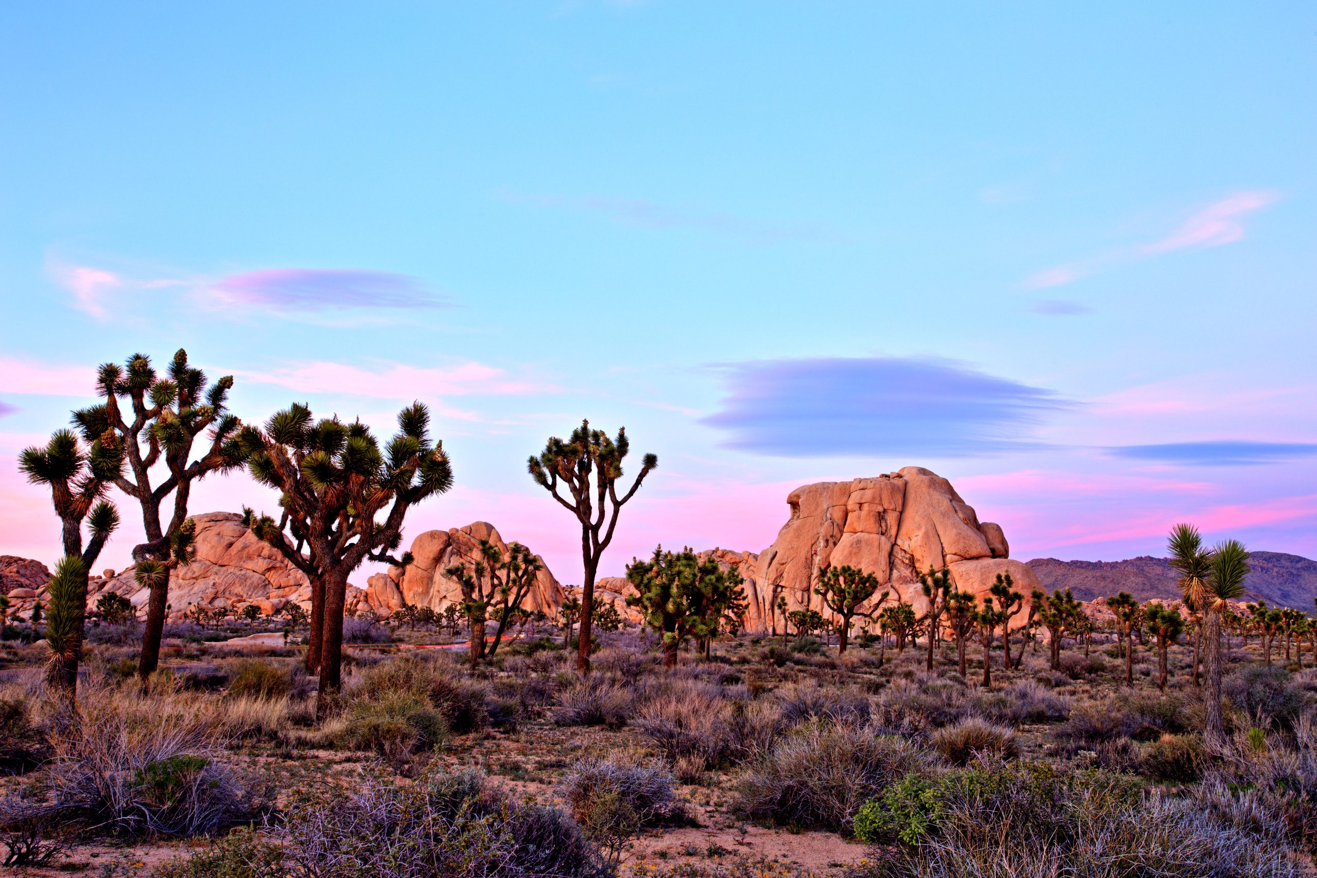 A pastel desert landscape with Joshua trees and weathered boulders under a soft pink-and-blue evening sky.