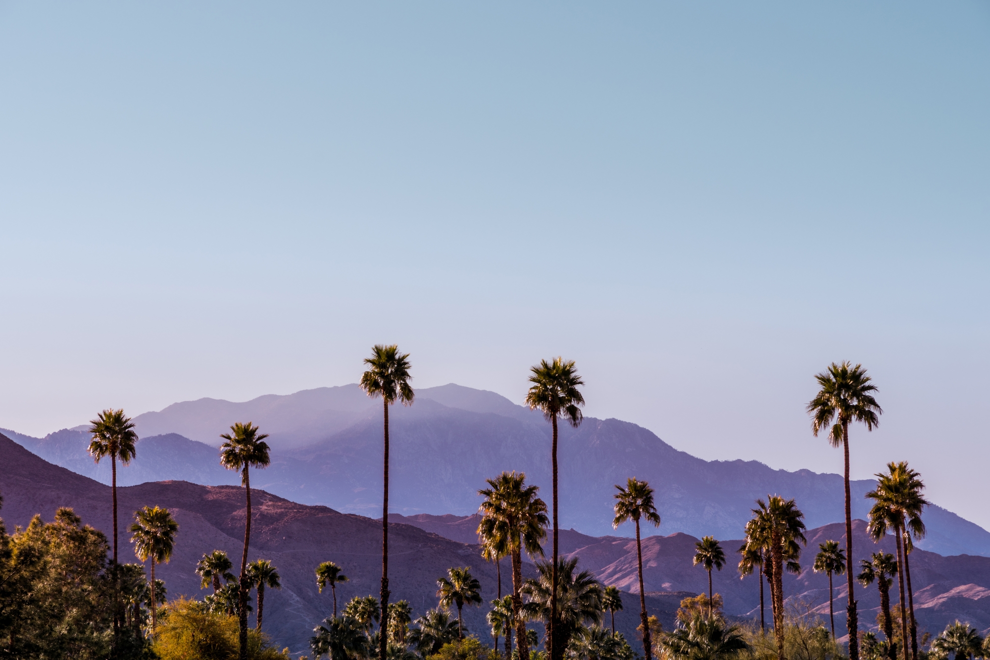 Tall palm trees rise against hazy purple mountains under a clear blue sky.