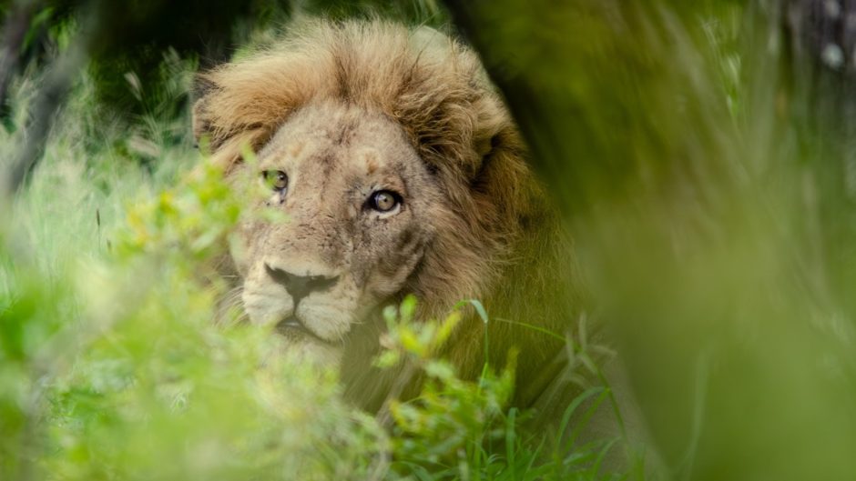Sandringham-Private-Game-Reserve-lion A male lion rests in the shade, watching through a screen of soft green vegetation near one of the new luxury safari lodges 2026.