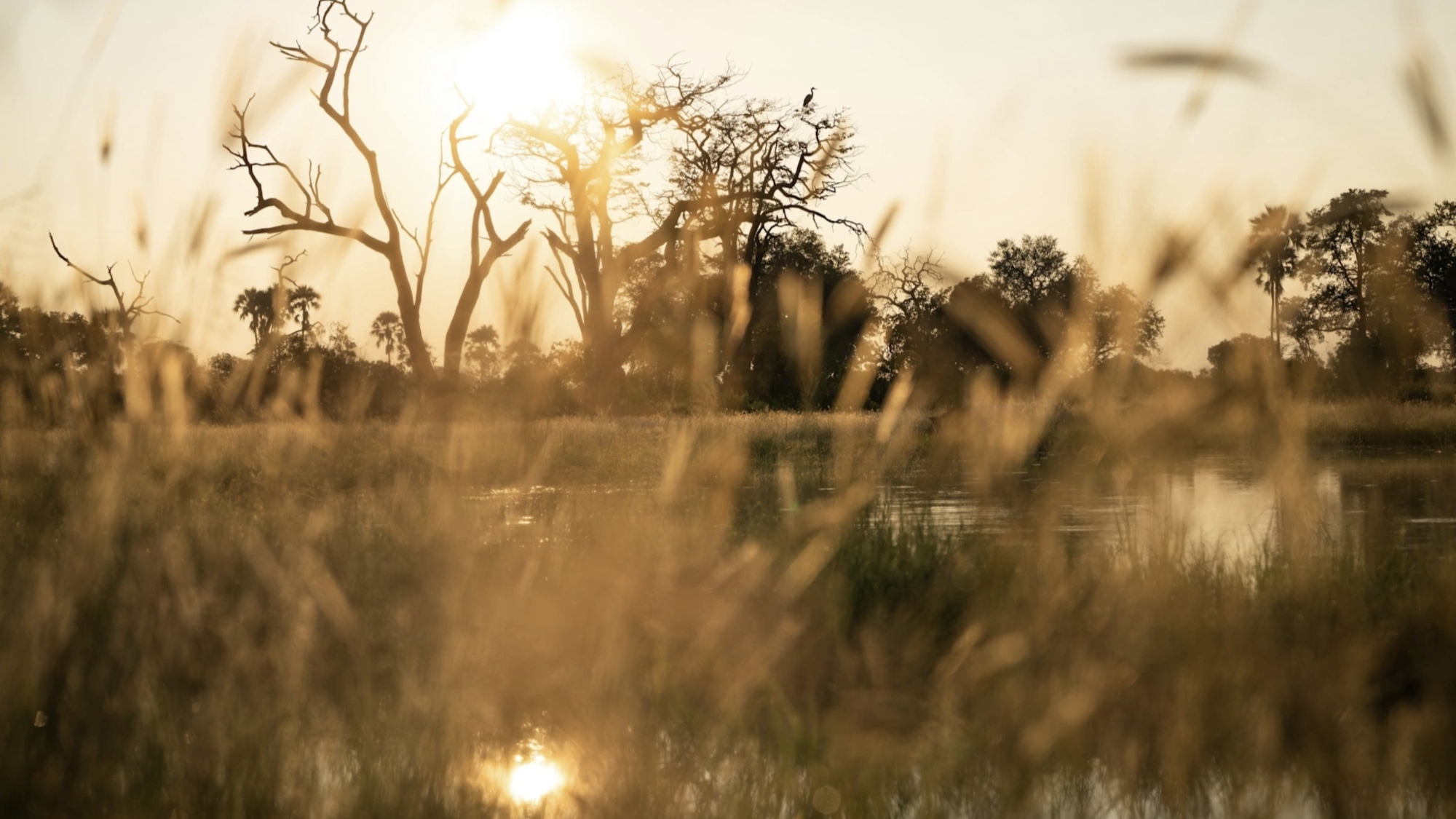 Singita-Elela-landscape Golden evening light filters through tall grasses as silhouetted trees rise above the Delta wetlands.