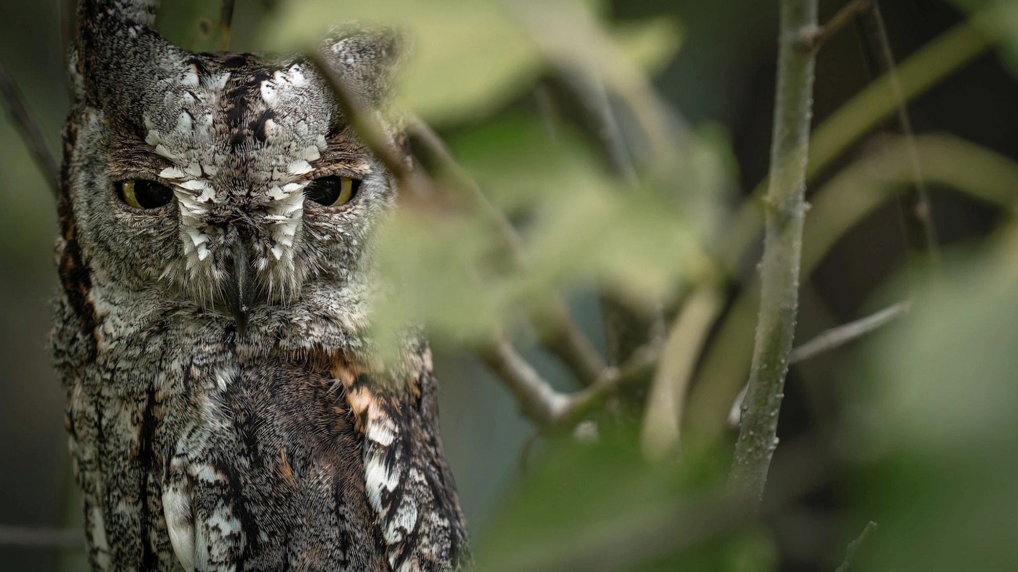Singita-Elela-owl A small owl sits tucked among branches, its mottled feathers blending seamlessly with the surrounding foliage.