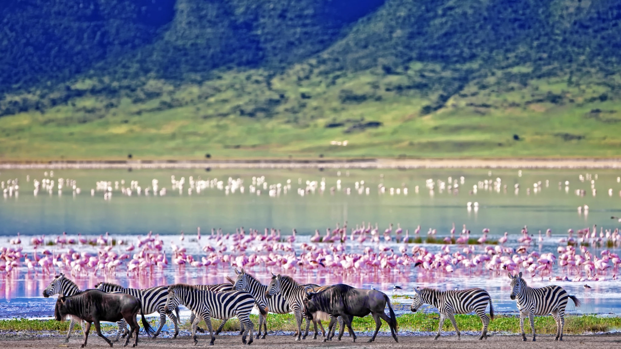 ngorongoro crater Zebra and wildebeest walk along the lake’s edge while flamingos gather in the shallows below the crater walls, capturing the wildlife richness surrounding the new luxury safari lodges 2026.