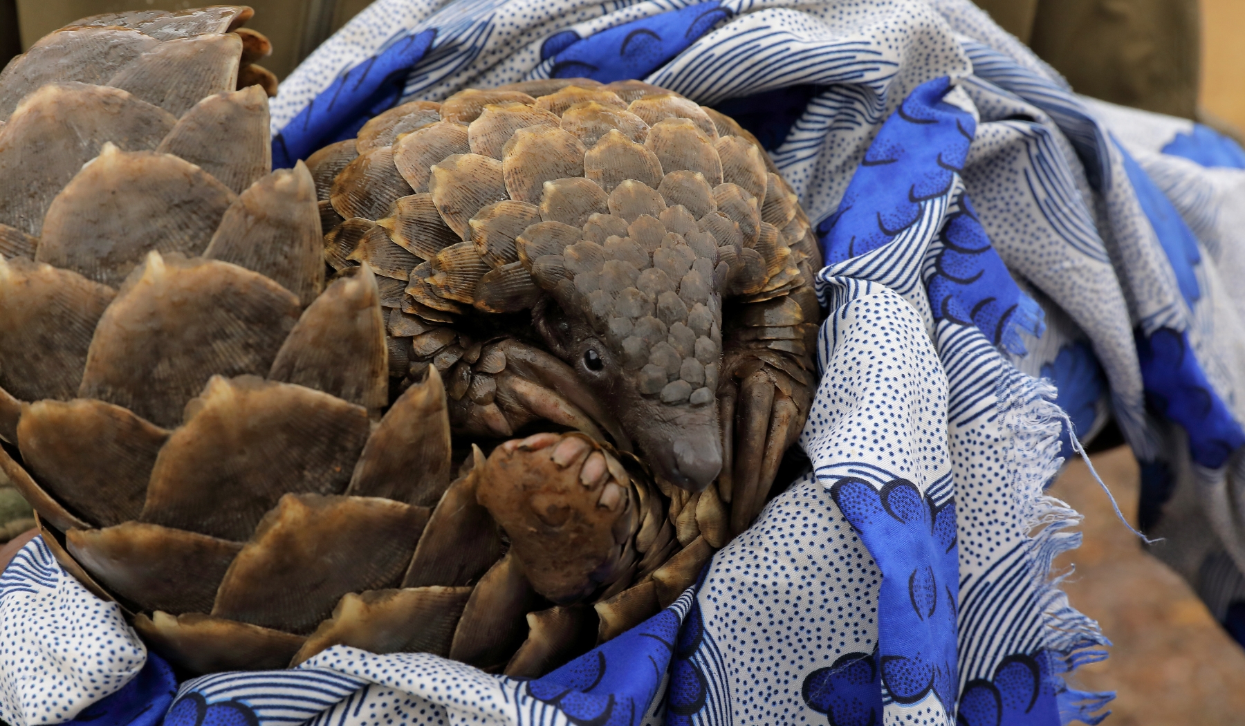 A rescued pangolin curls into a patterned cloth wrap, offering a rare look at what shapes where to go in 2026.
