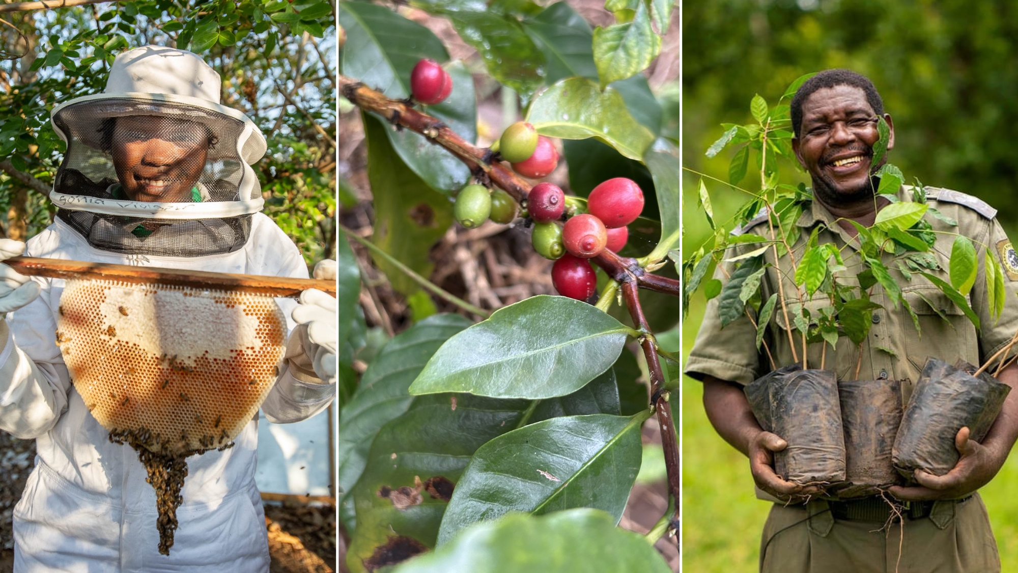 Gorongosa-safari-sam-Community-Empowerment Beekeepers, coffee growers, and seedling farmers work with their harvests and plants during a Gorongosa safari.