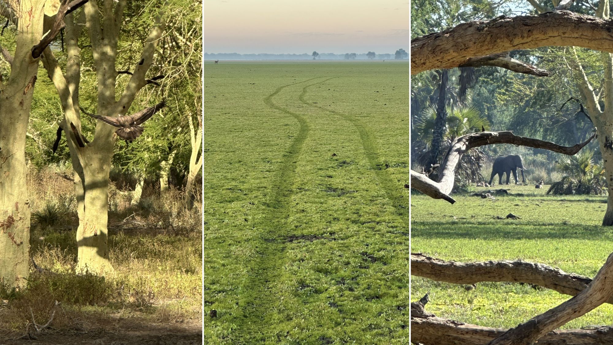 Gorongosa-safari-sam-biodiversity-3 A Gorongosa safari showing a bird cutting through fever trees, tyre tracks stretching across an open floodplain, and an elephant browsing in the distance beneath fallen branches.