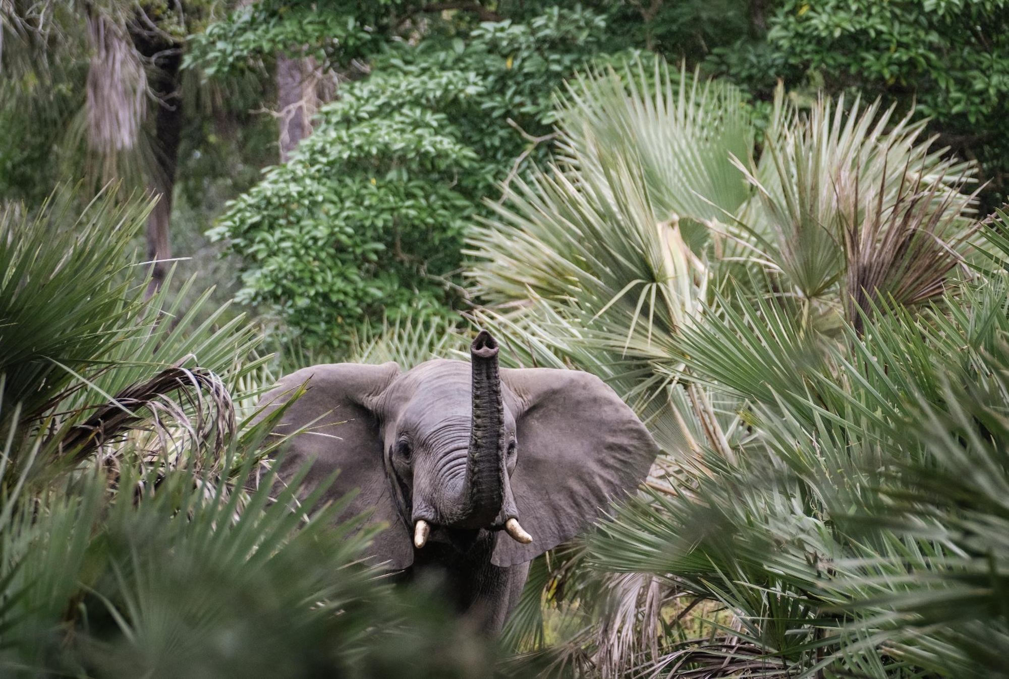 An elephant lifts its trunk while moving through dense palm and forest vegetation in Gorongosa, framed closely by green foliage.
