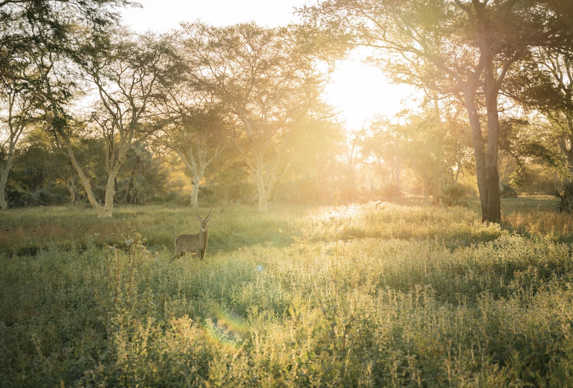 Gorongosa_waterbuck A lone waterbuck stands in dappled sunlight among trees and tall grass in Gorongosa, with early morning light filtering through the woodland.