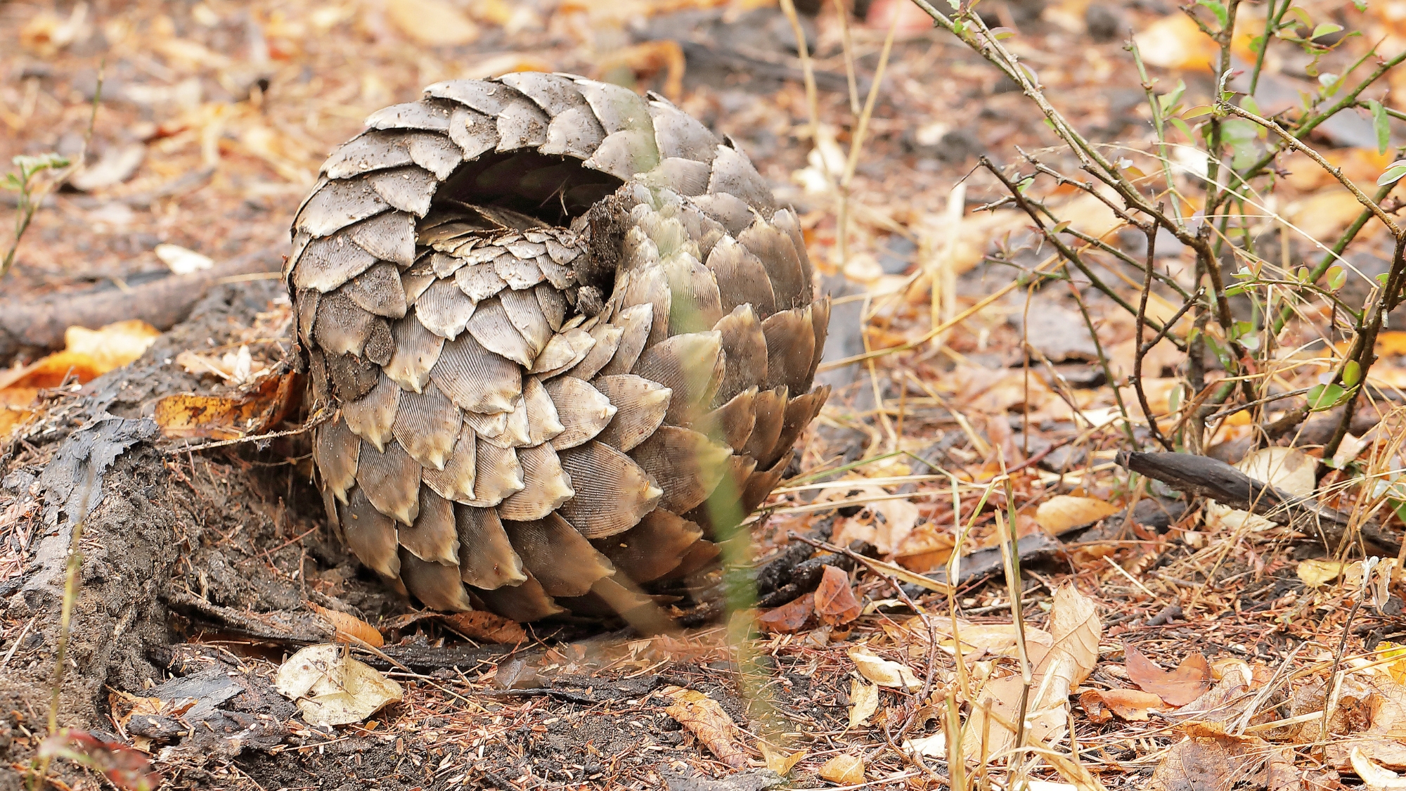 gorongosa-national-park-pangolin-project-2 A pangolin curls into a tight defensive ball on the forest floor during a Gorongosa safari.