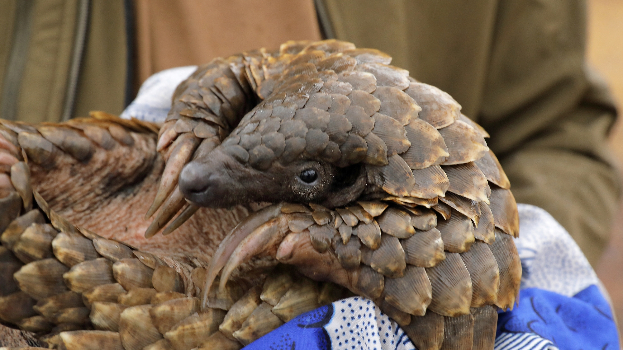 gorongosa-national-park-pangolin-project A rescued pangolin curls gently in a carer’s hands during a Gorongosa safari.