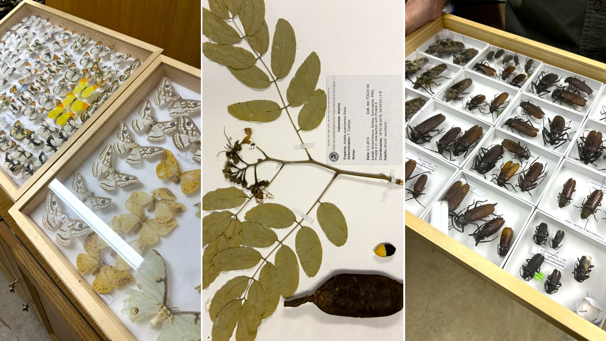 Gorongosa-safari-sam-Chicari-camp Drawers of preserved butterflies, plants, and beetles sit arranged for study inside the biodiversity lab during a Gorongosa safari.