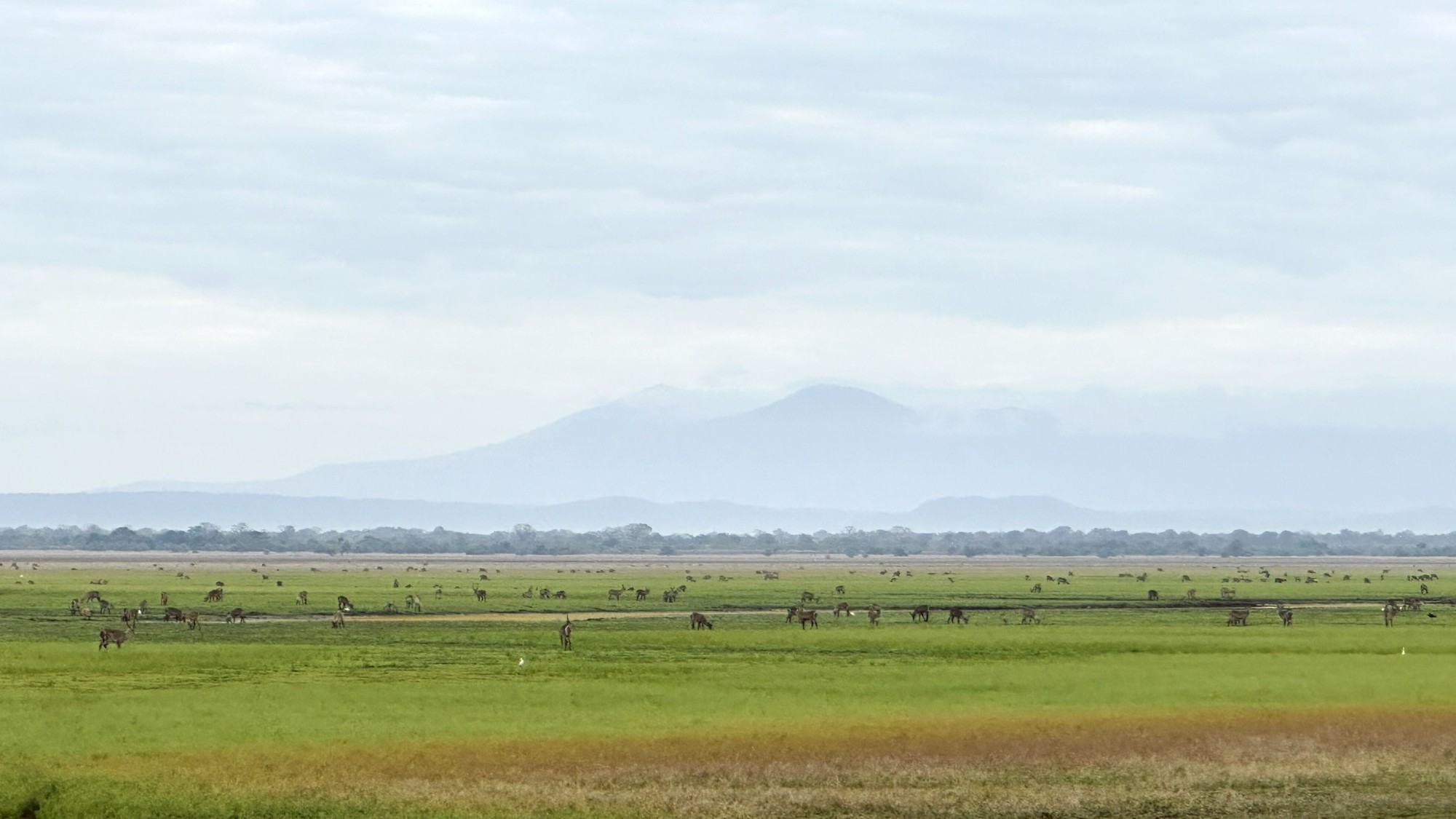 sam-gorongosa-safari-landscape-waterbuck A wide view of the floodplains on a Gorongosa safari, dotted with hundreds of waterbuck beneath the hazy outline of Mount Gorongosa.