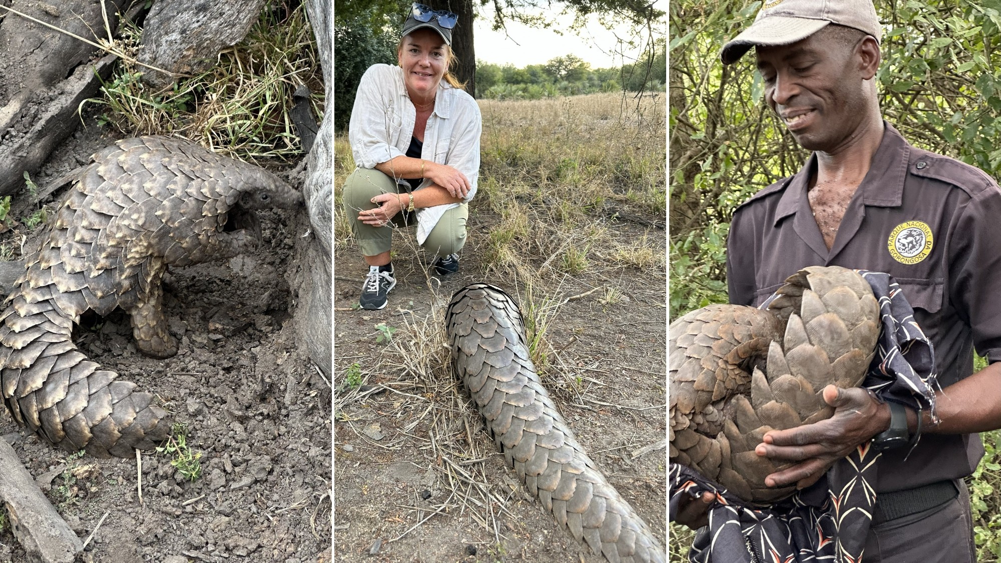 sam-gorongosa-safari-pangolin-project A pangolin is handled, monitored, and released by its carers during a Gorongosa safari.