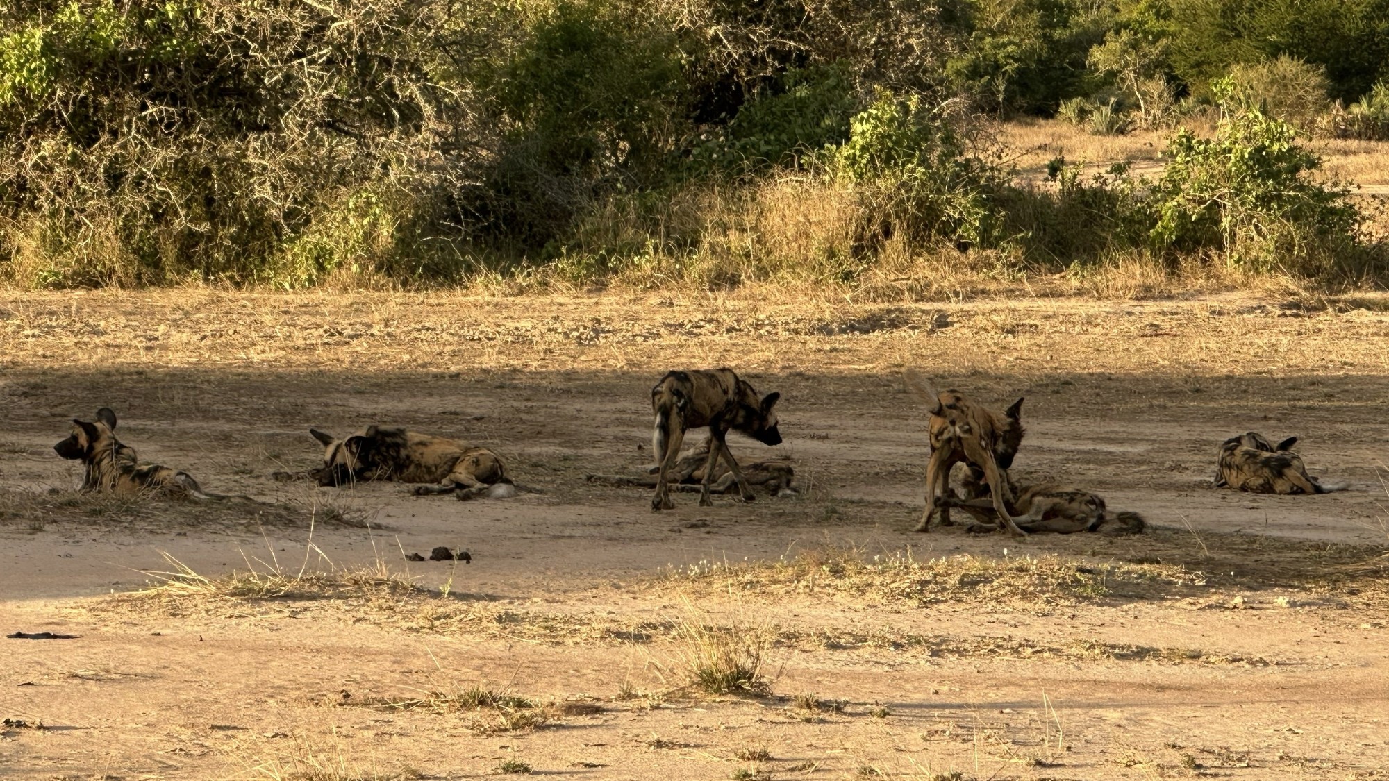 sam-gorongosa-safari-wild-dogs A pack of wild dogs rests and tussles on open ground during a Gorongosa safari.