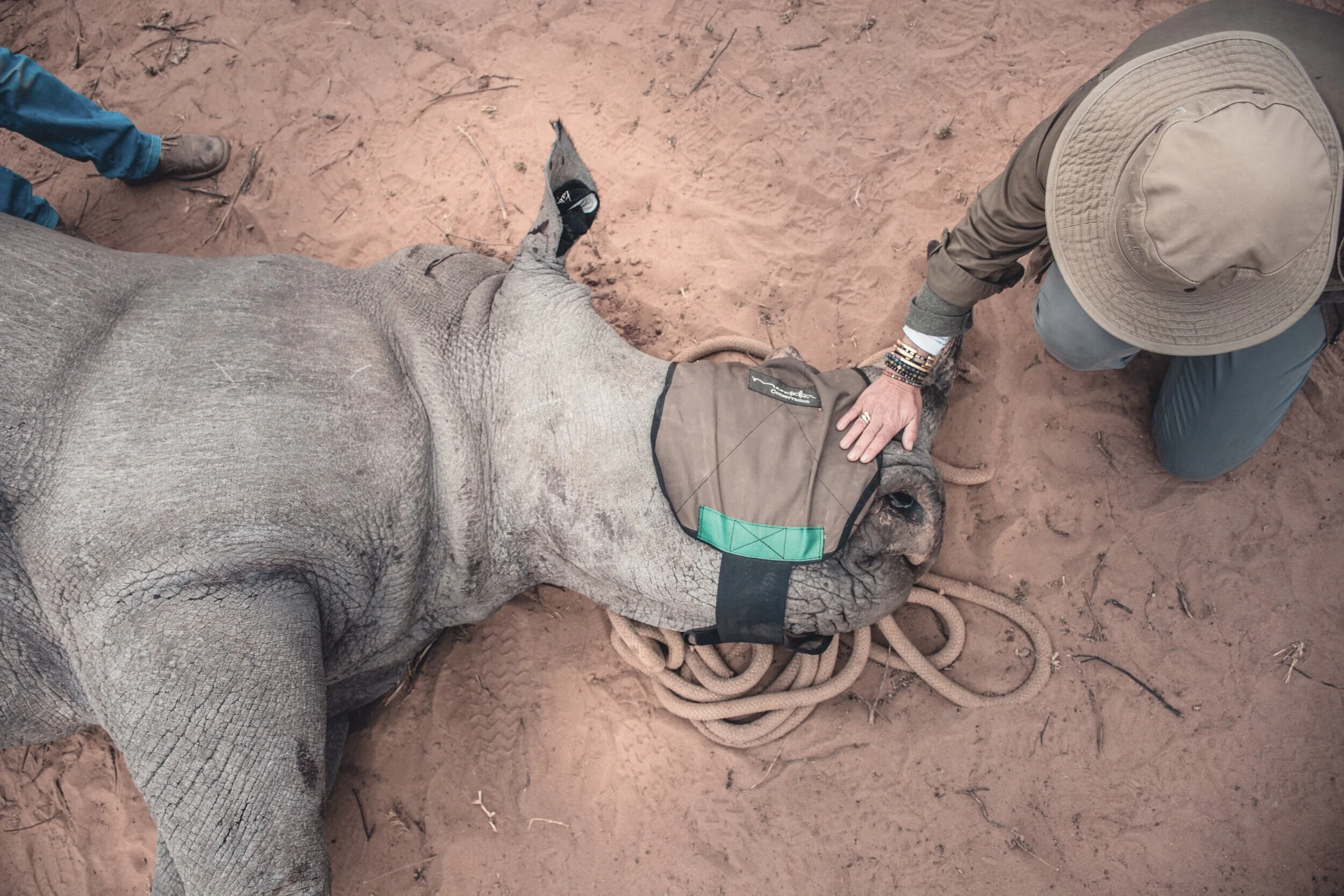 Suzanna Bayly helping with rhino conservation