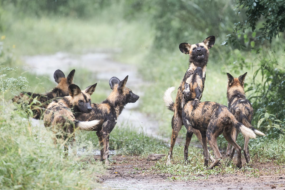 1738143412761_LZ6C2669_Fabio-Ghisu A pack of painted wolves interacts playfully on a rain-dampened track, reflecting the strengthening social bonds made possible by the impact in Gorongosa.
