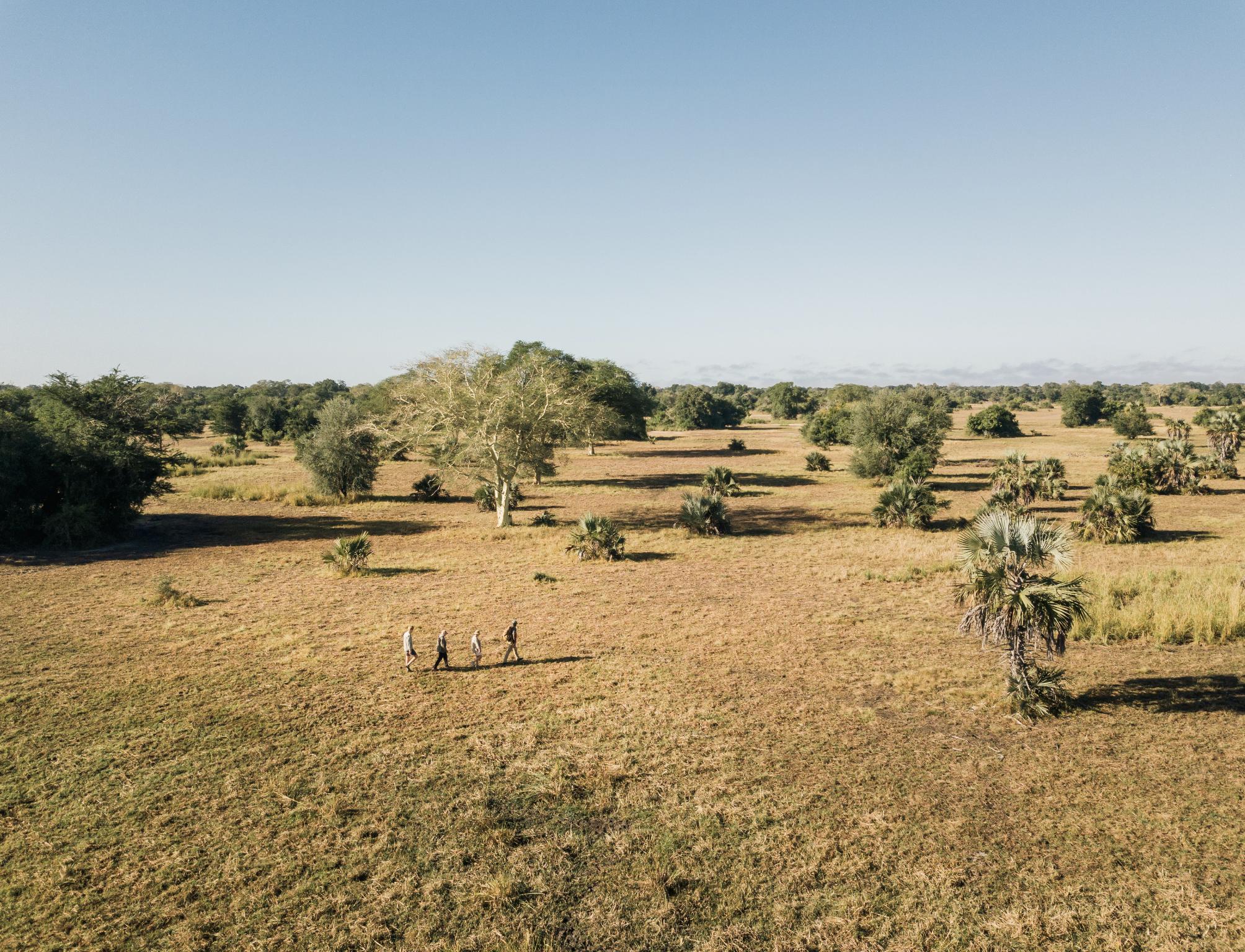 1752753062625_GS Four people walk in single file across an open Gorongosa savannah dotted with palms and trees, illustrating the human presence woven gently into the landscape through the impact in Gorongosa.