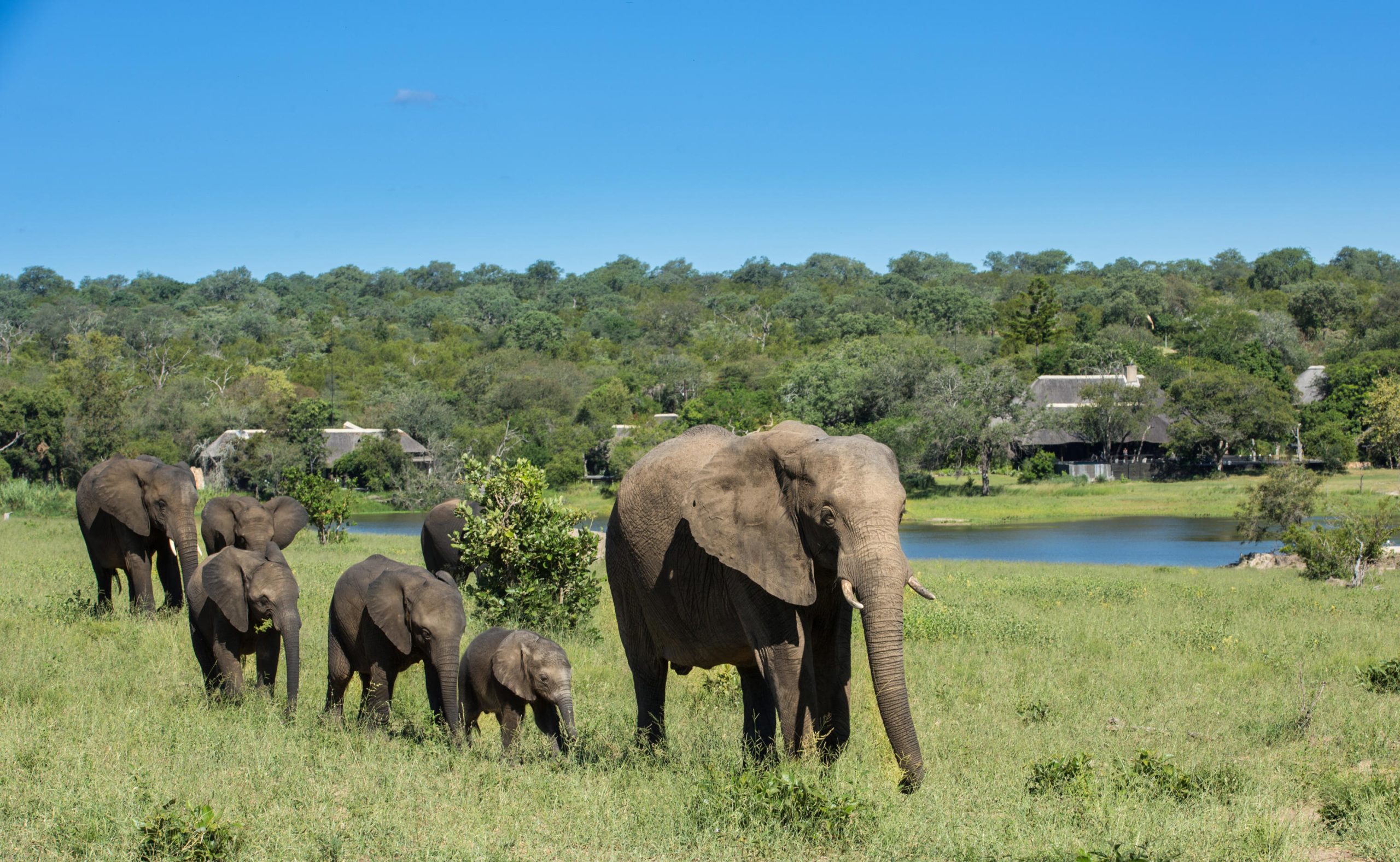 A herd of elephants walks across open grassland towards a nearby waterhole with safari lodges in the distance, illustrating the everyday encounters found at lodges with the best waterholes.
