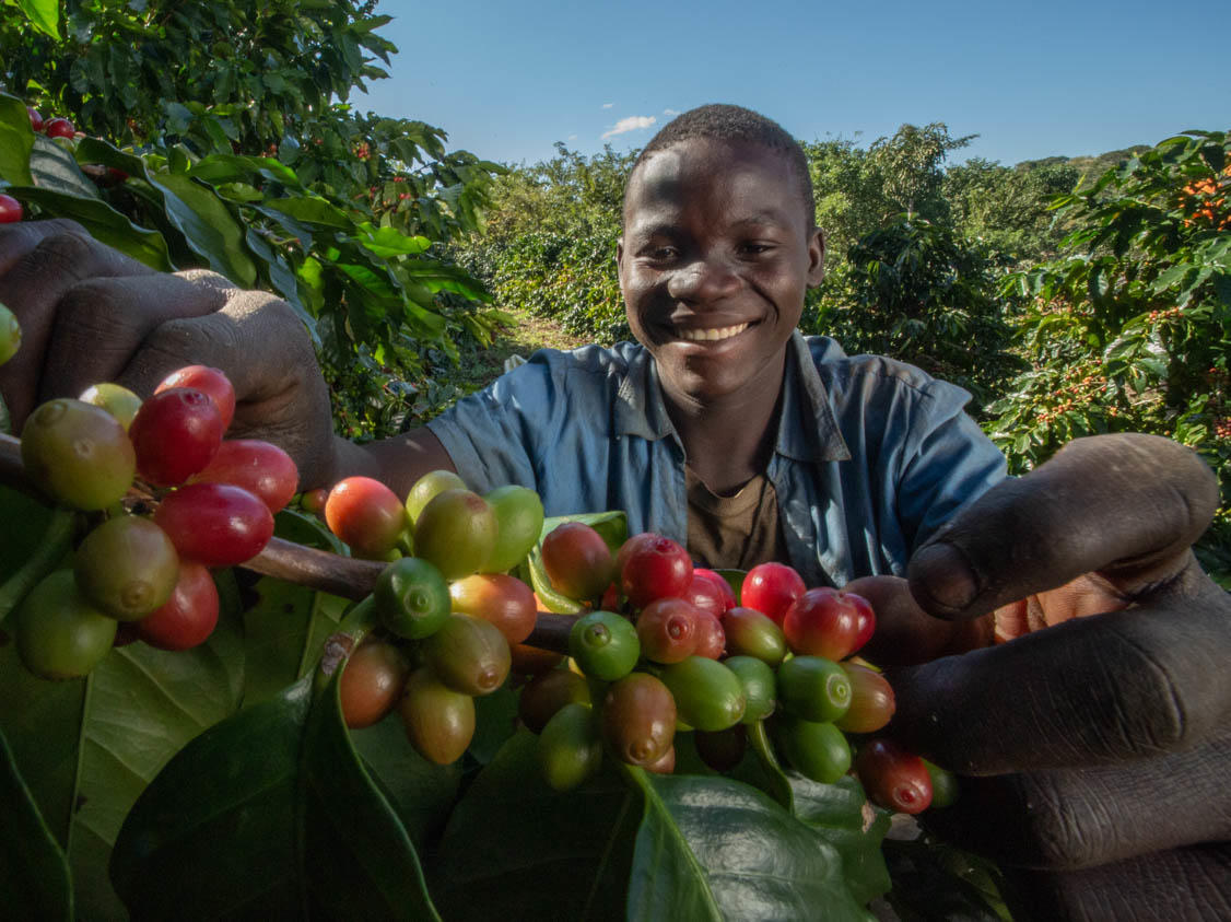 A smiling farmer holds freshly harvested coffee cherries among green plants, highlighting community-led livelihoods within destinations for responsible travel.