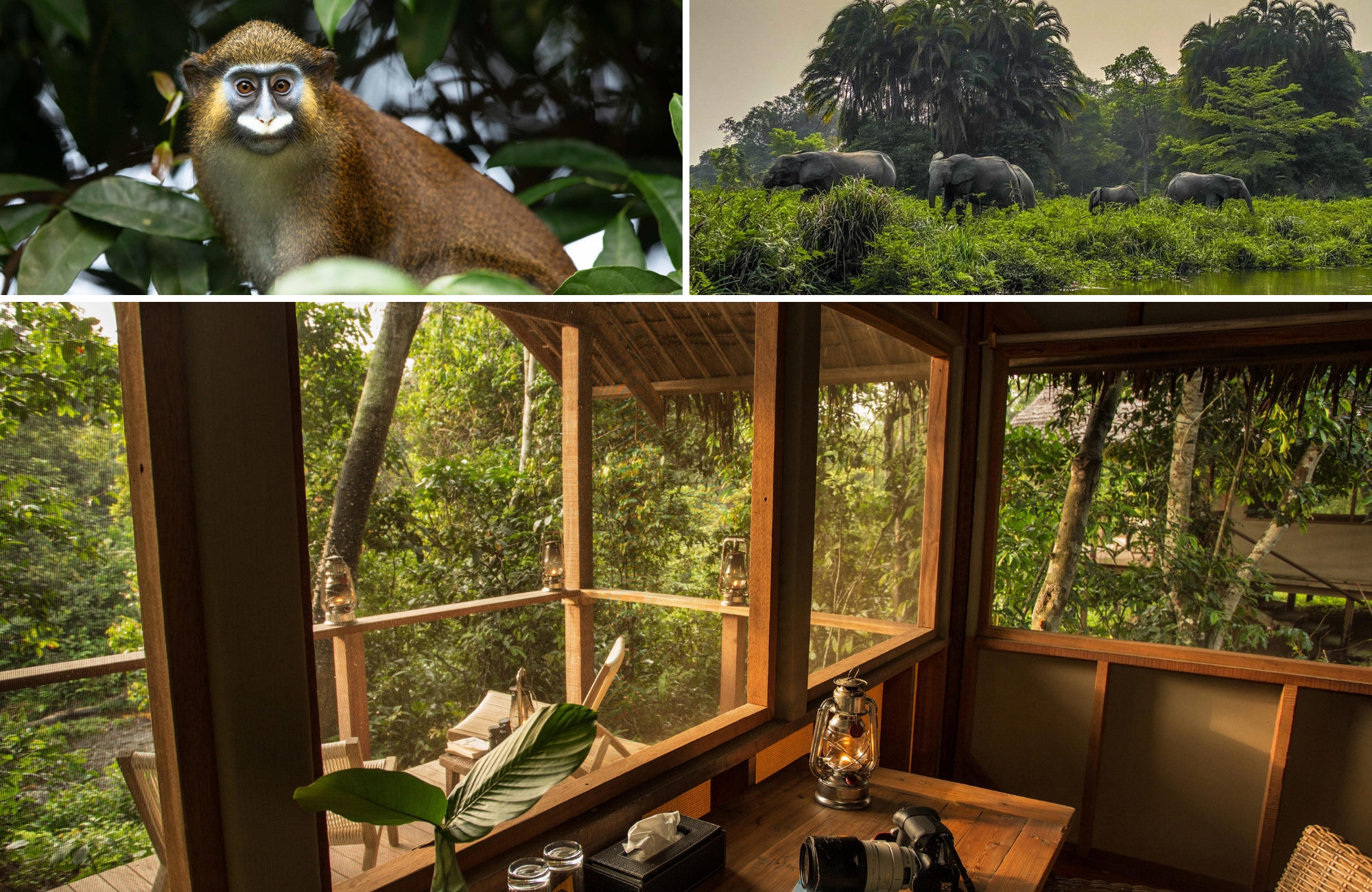 A collage shows a forest-dwelling monkey, guided wildlife tracking on foot, and a secluded rainforest lodge interior, illustrating immersive destinations for responsible travel.