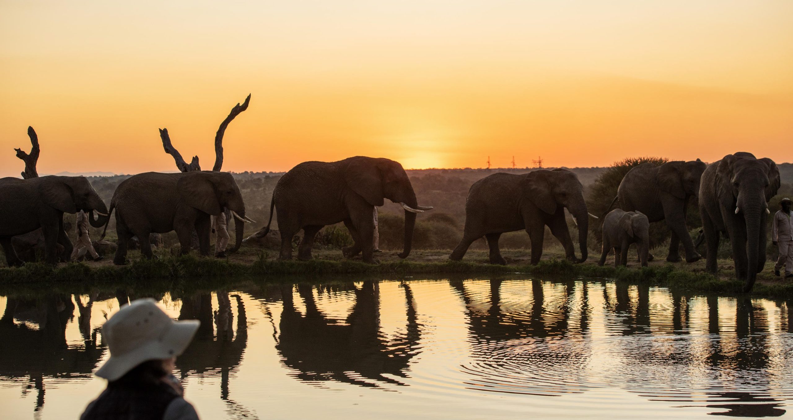 A string of elephants walk past a watering hole at sunset at one of the lodges with the best waterholes.
