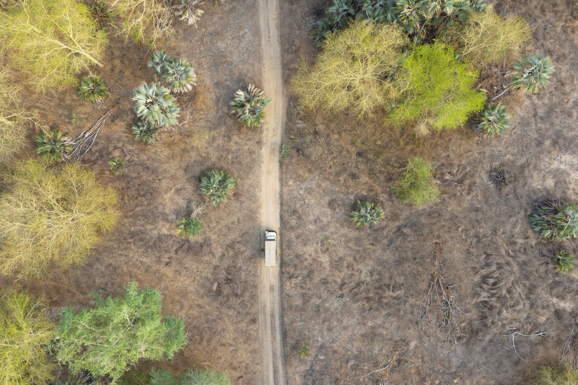 Gorongosa National Park008 An aerial view shows a lone safari vehicle driving along a narrow dirt road through sparse woodland, illustrating the impact in Gorongosa across a landscape shaped by loss and recovery