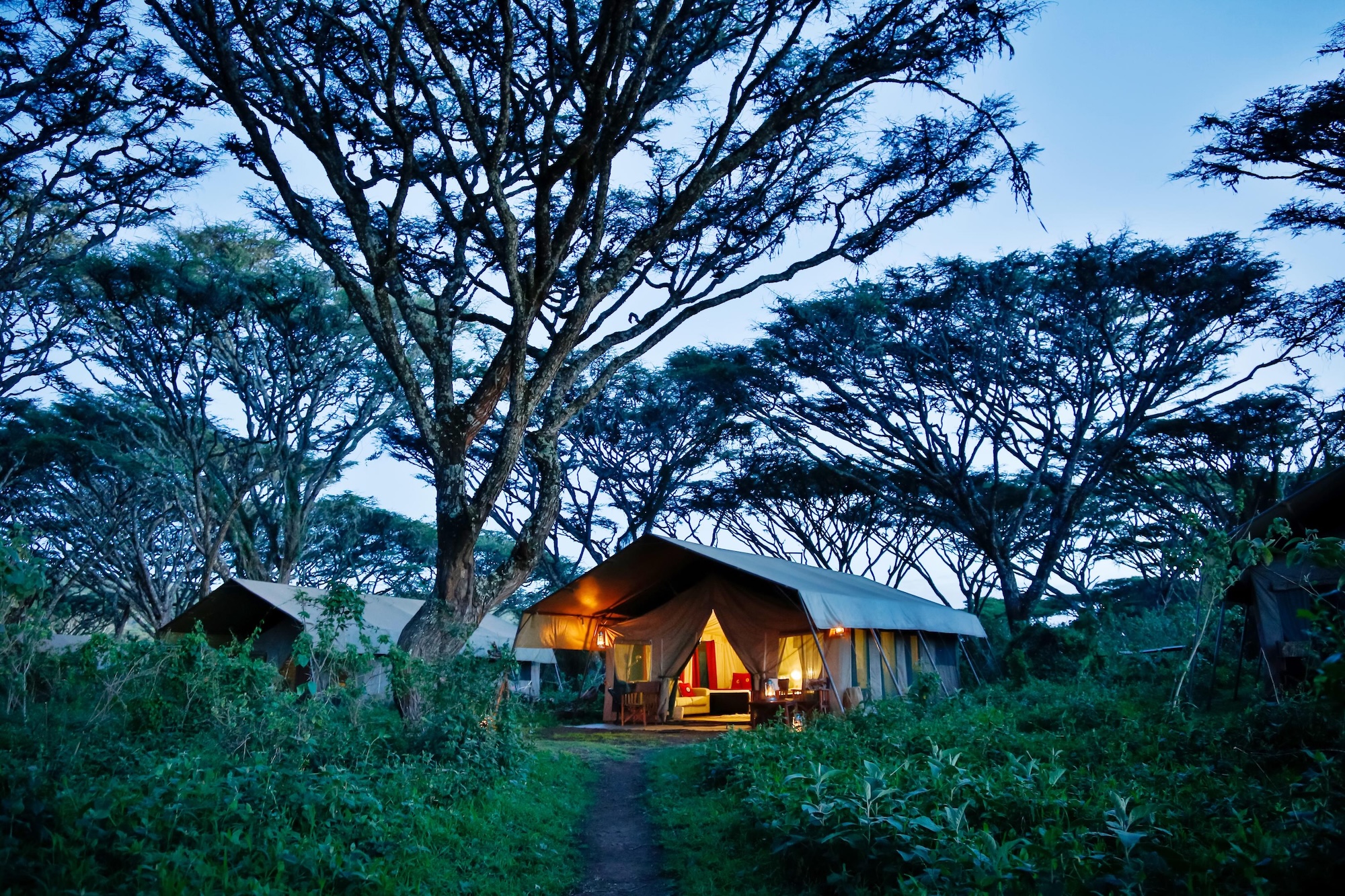 A softly lit canvas tent glows beneath tall acacia trees at dusk, showing the forested intimacy of Luxury safari lodges in Tanzania on the Ngorongoro Crater rim.