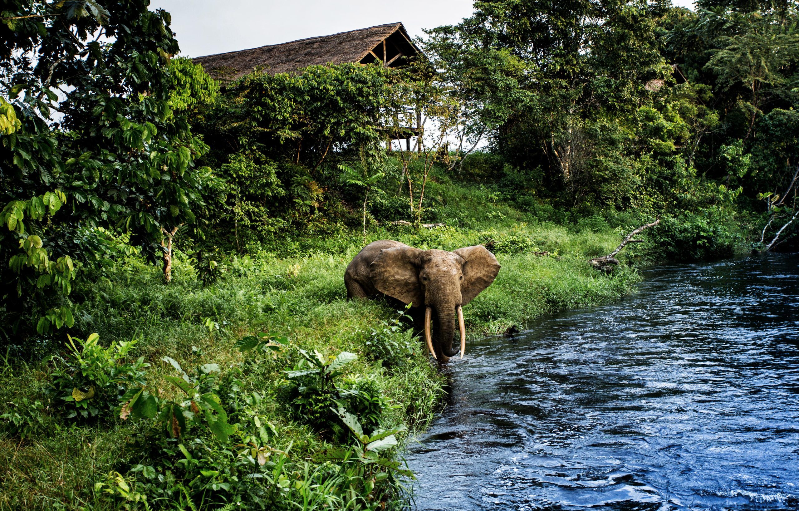 An elephant drinks from a forest river beside dense vegetation and a hidden lodge, exemplifying harmonious destinations for responsible travel.