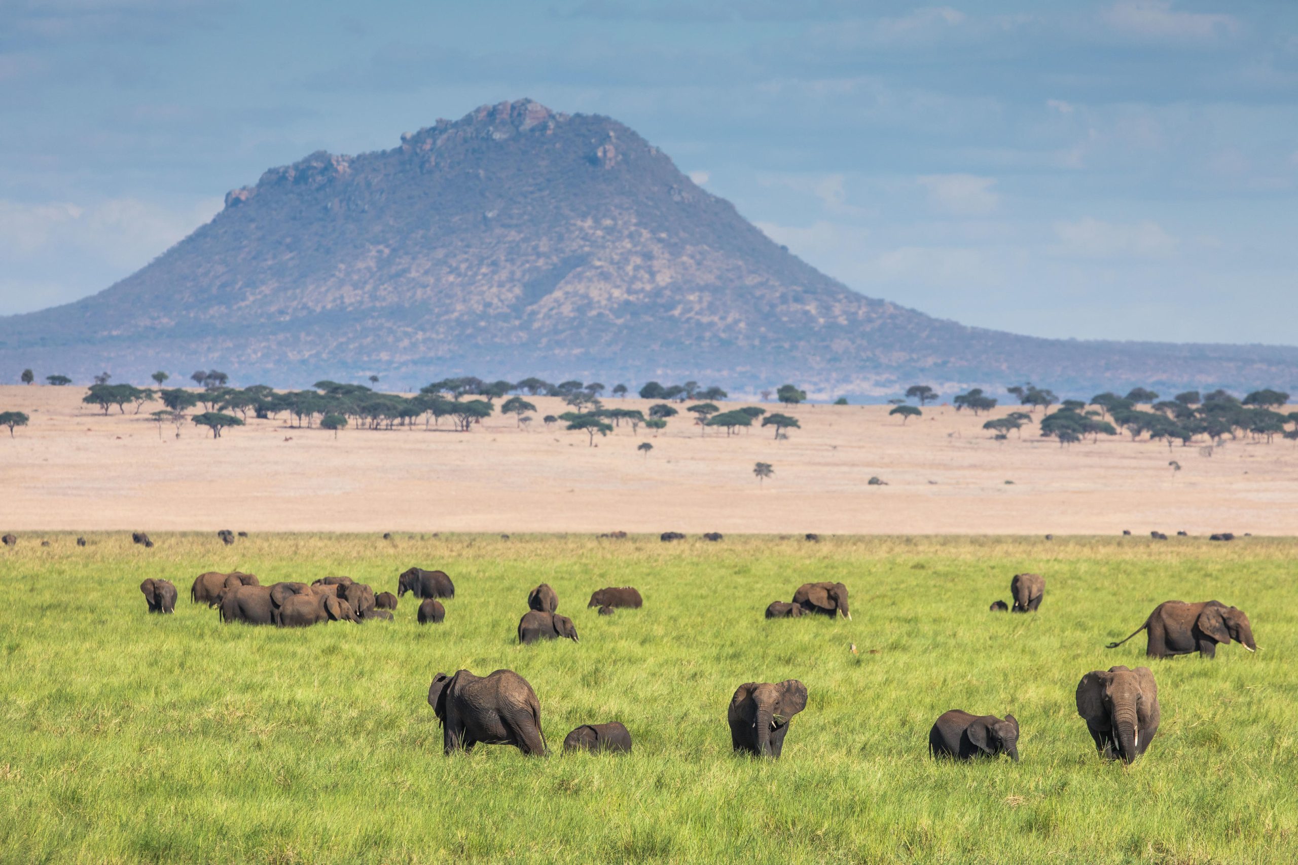 Silale Swamp Elephants move through the grasslands at Tarangire National PArk in Tanzania, one of the must-See attractions in East Africa
