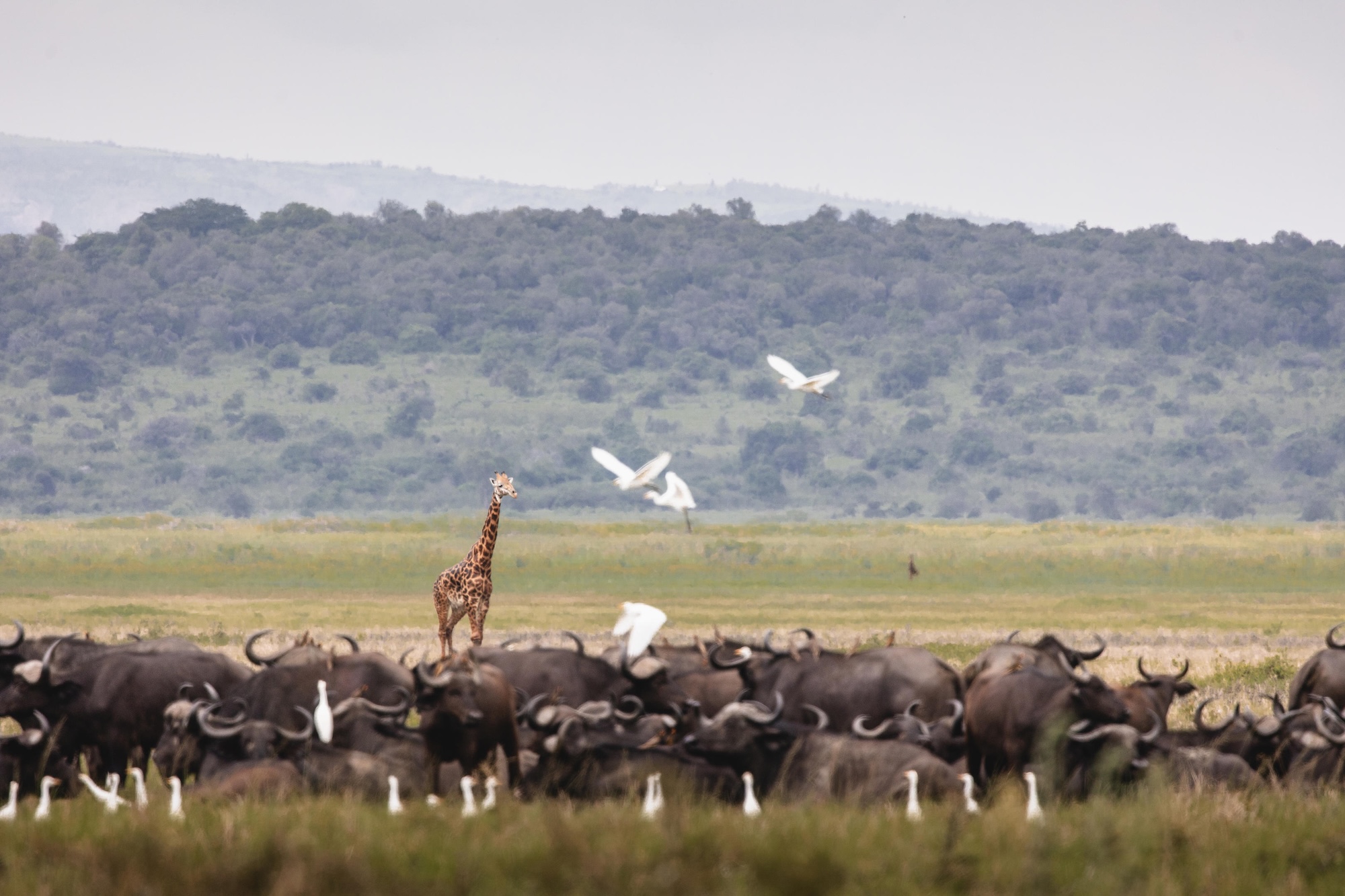 Wilderness Magashi A lone girrafe walks among a buffalo herd in Akagera National Park in Rwanda, one of the best East Africa safari destinations.