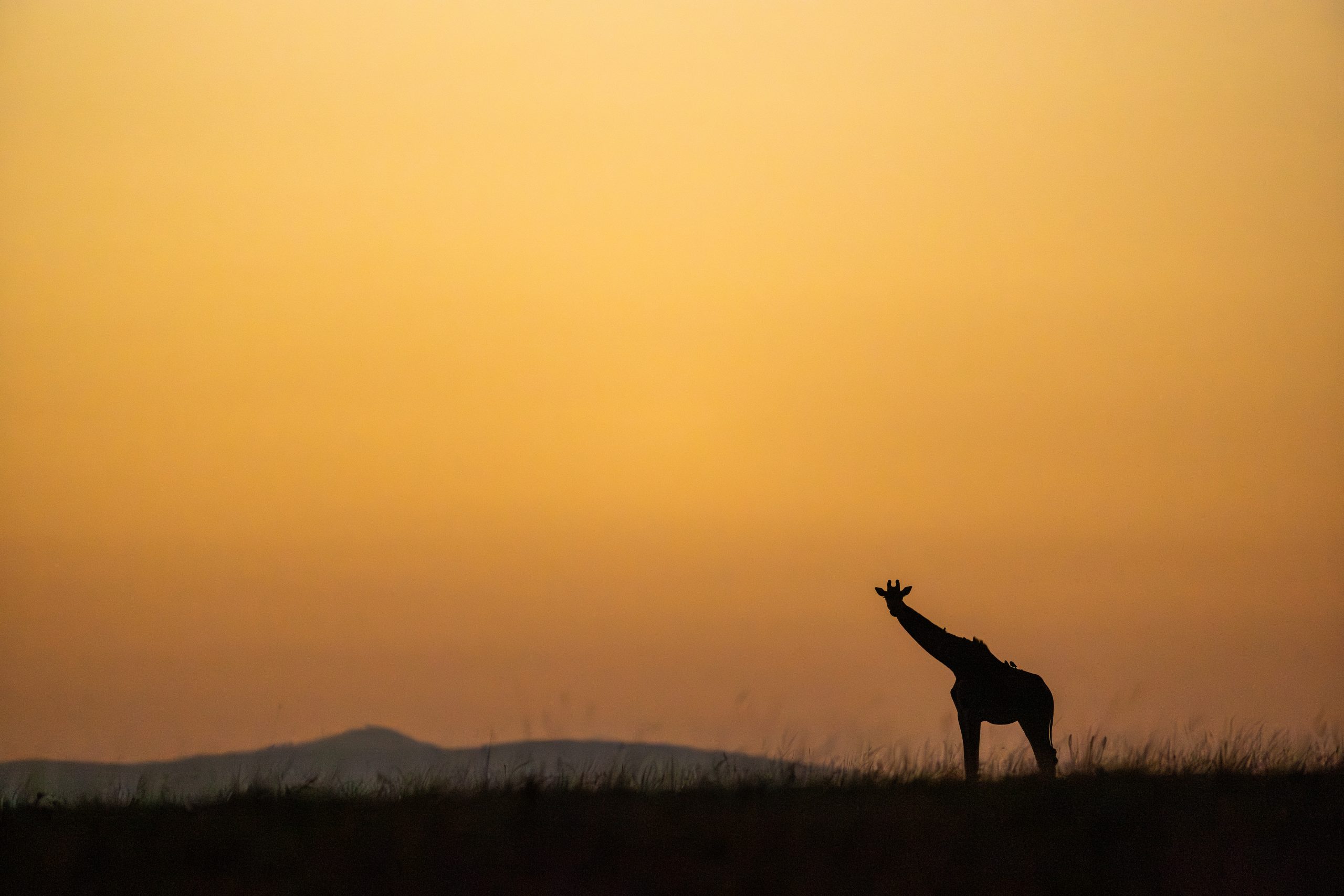 giraffe-sunrise-ishara-mara-kenya-10122025-brad-mitchell Silhouette of a giraffe at sunrise on the Maasai Mara plains in Kenya, a must-see destinations in East Africa