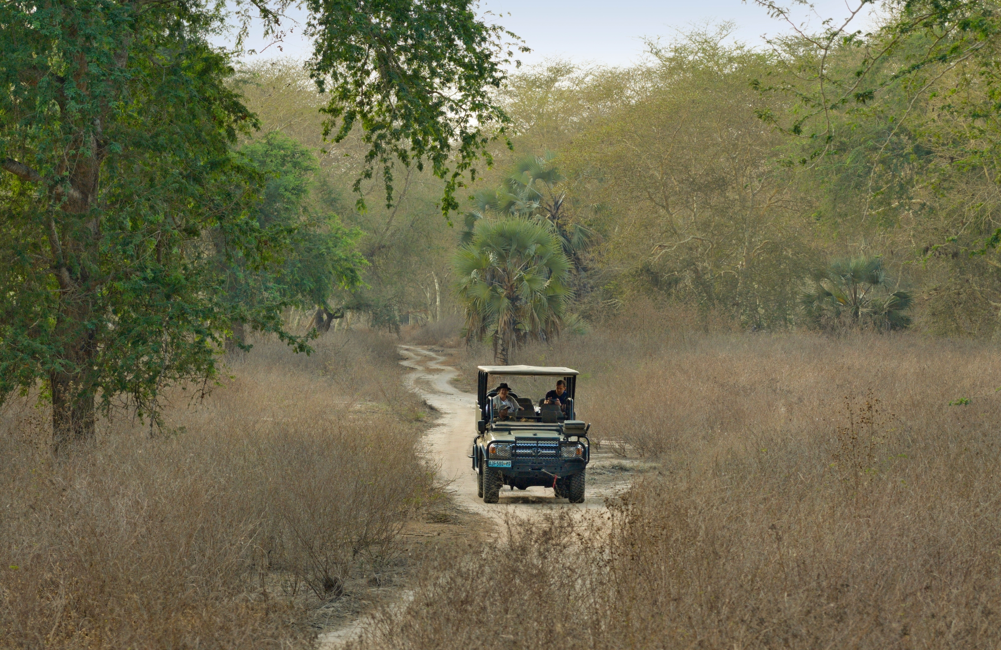 impact-in-gorongosa-national-park-game-drive A safari vehicle carrying passengers drives along a narrow dirt track through dry woodland, reflecting the impact in Gorongosa where access, presence, and stewardship intersect.